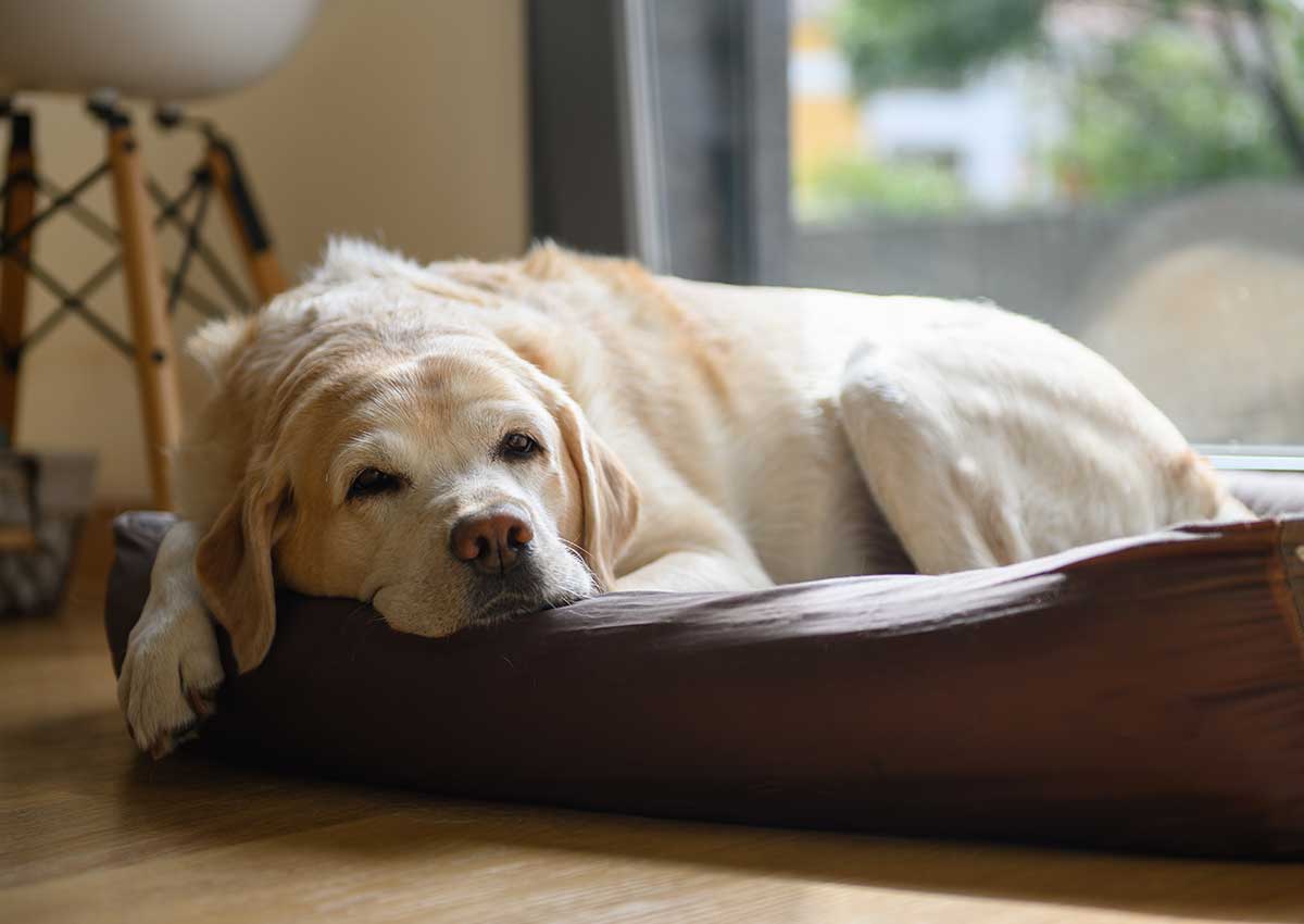 Produits essentiels pour le bien-être de nos animaux de compagnie âgés